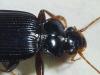 Leistus spinibarbis
